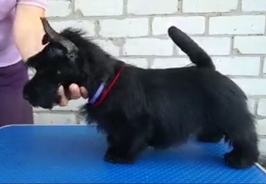 Скотч тер'єр. Цуценя. Дівчинка чорна