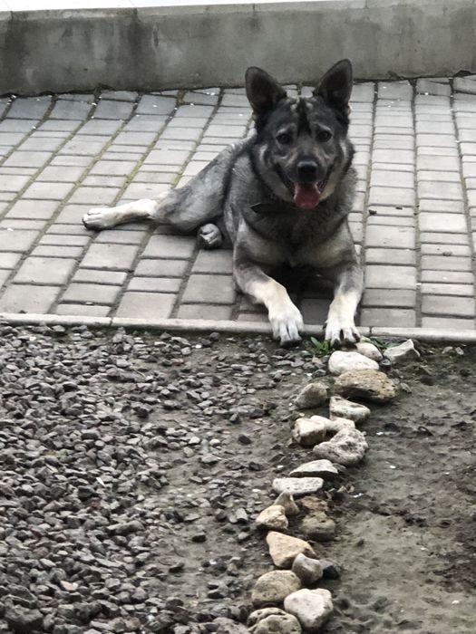 Шукаю дуже схожого маленького ще песика