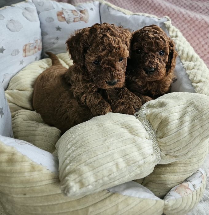 Pudel Toy Red Brown Dziewczynka