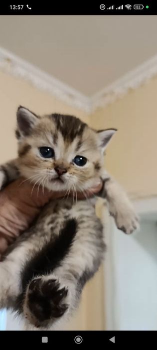 Неперевершені шиншиллята