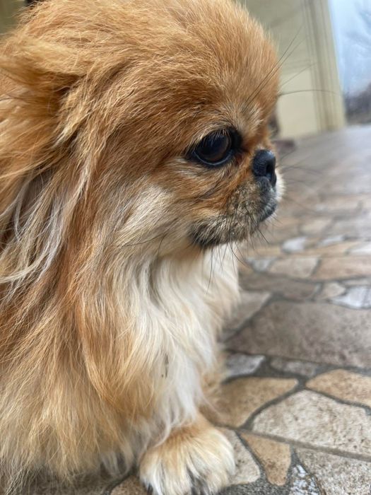 Продам пекінеса,хлопчик