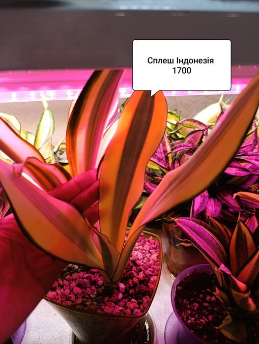 Сансевиерия сансевьера Грин мулд