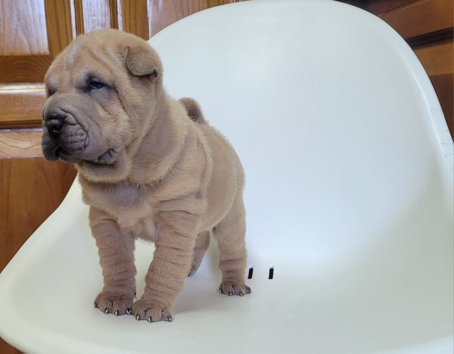 Sharpei macho bebé