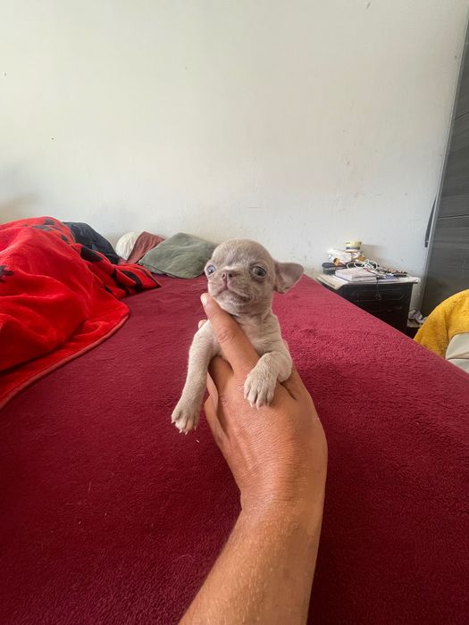 Chihuahua miniatura pelo curto