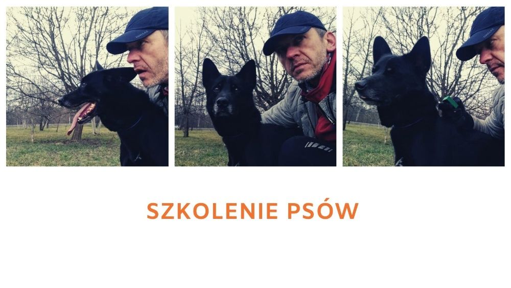 Behawiorysta/Trener psów/Szkolenie/Socjalizacja