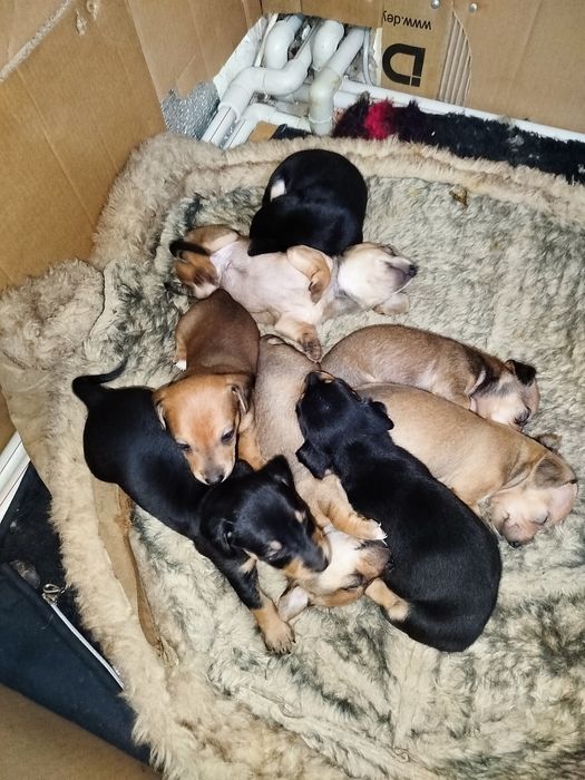 Продам щенків такса