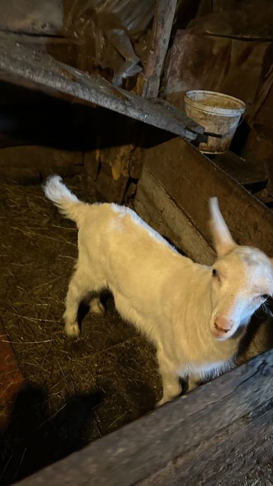 Молоденький цап (2 місяці)