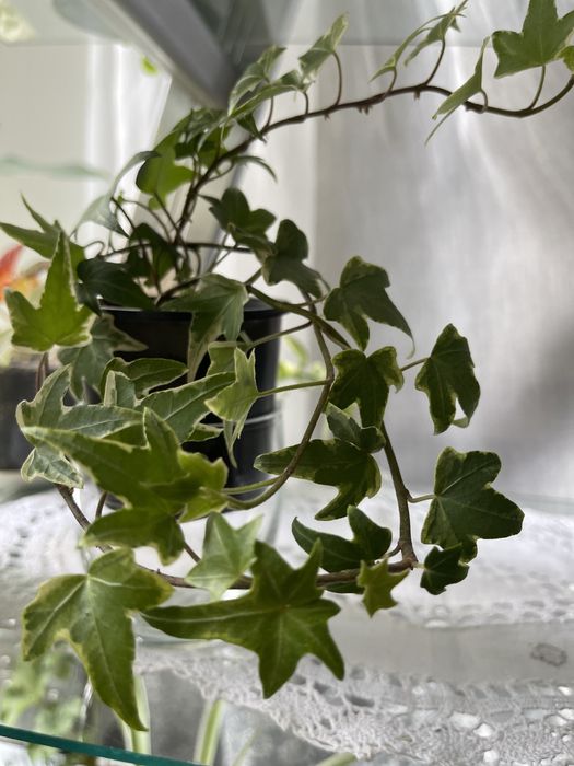 Плющ варієгатний