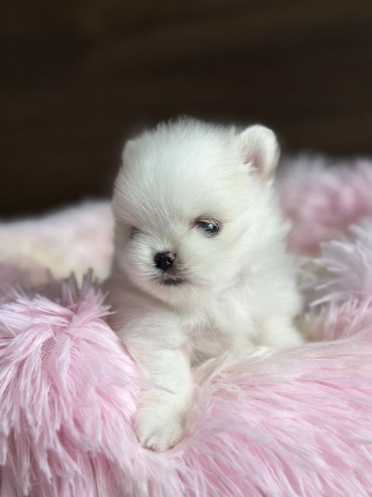 POMERANIAN szpic miniaturowy mini miś :)