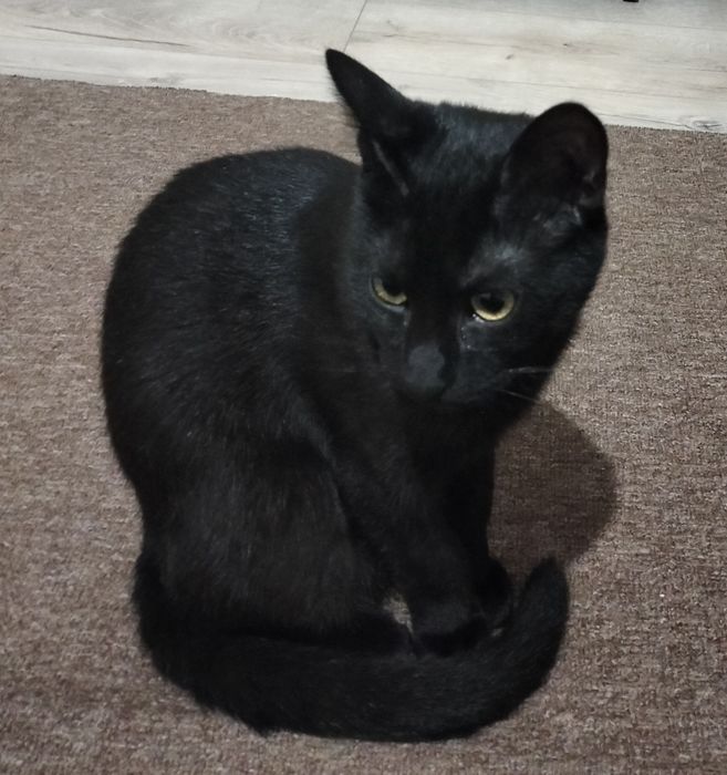 Віддам котика 6 міс. ( кастрований)