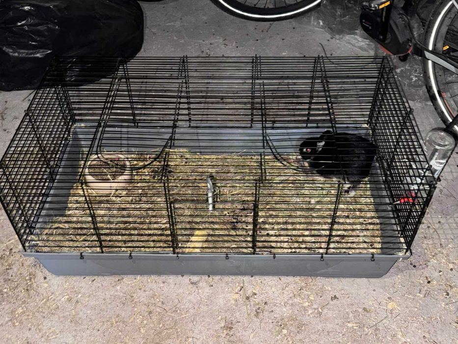 Coelha anão mini holandesa
