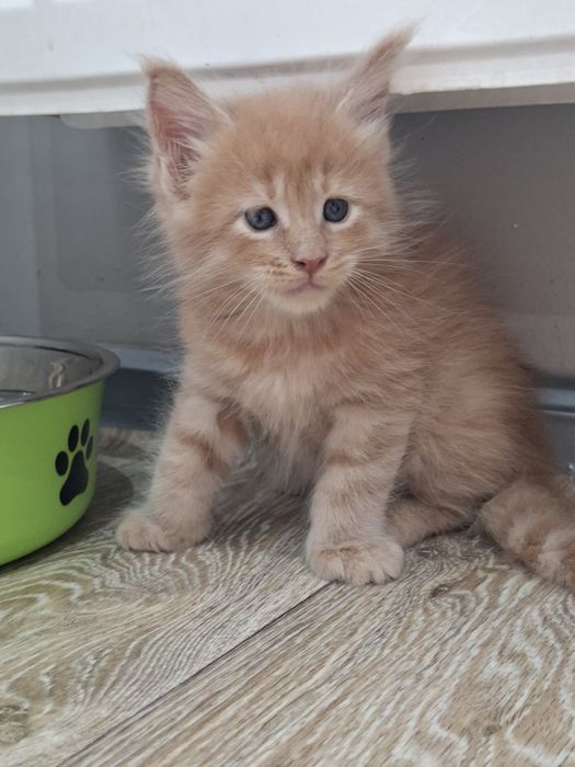 Rudy kocurek Maine Coon