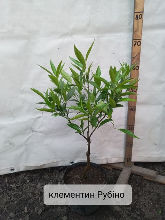 Мандарини, клементини, апельсини та інше