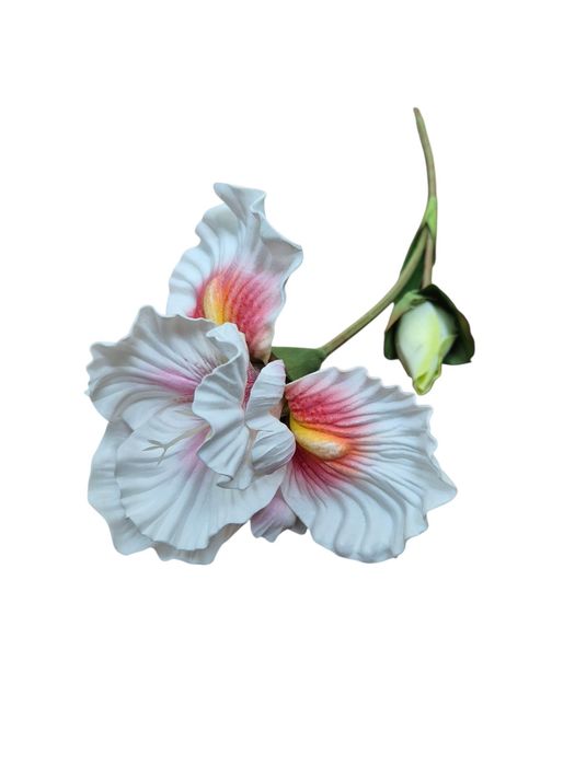 Kwiat irysa.  Piankowy