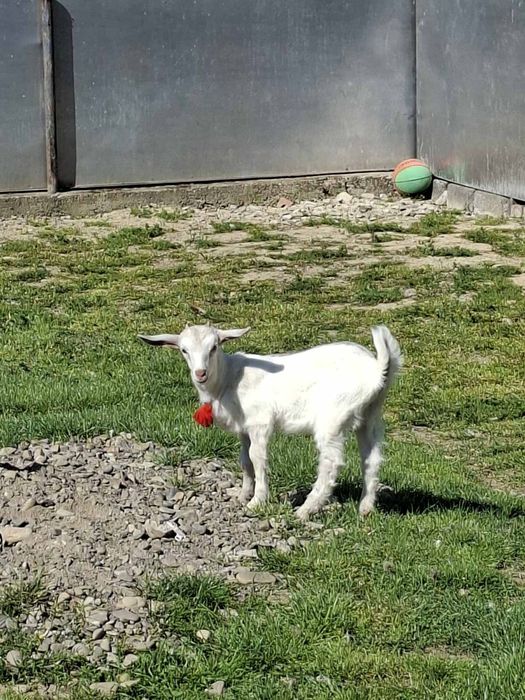 Продам козичку місячного віку