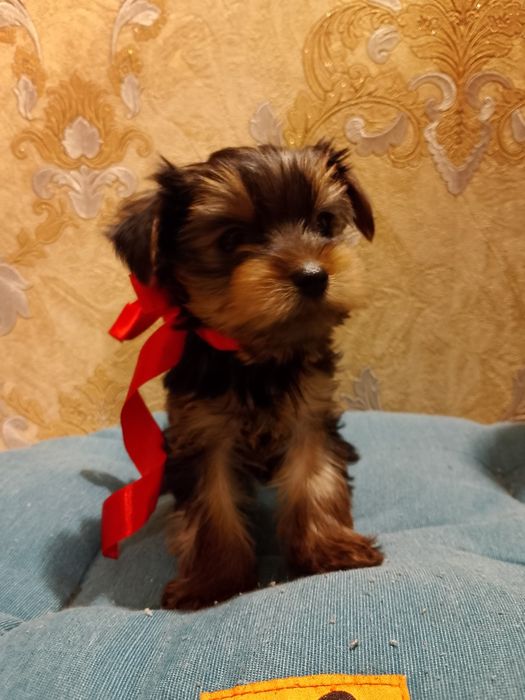 Цуценята йоркширського тер'єра 05.12.25р.