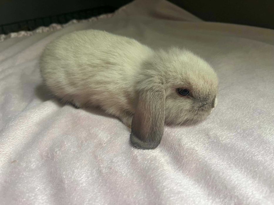 Coelhinhos raça mini lop bellier