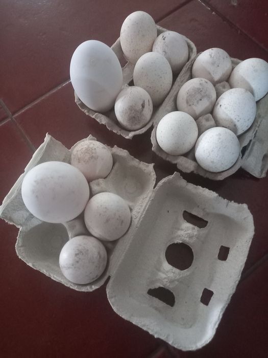 Ovos de perú e de ganso
