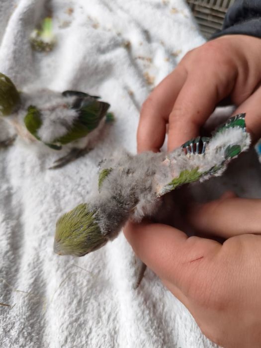 Agaponis roseicollis para criar a mao