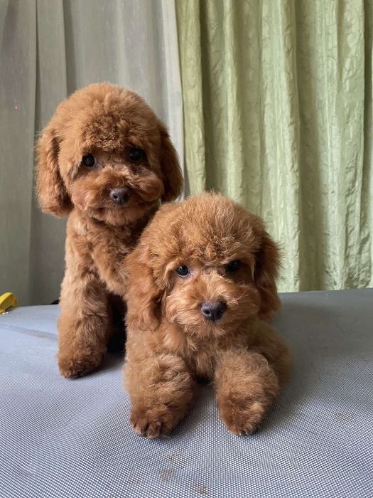 Той пудель в'язка