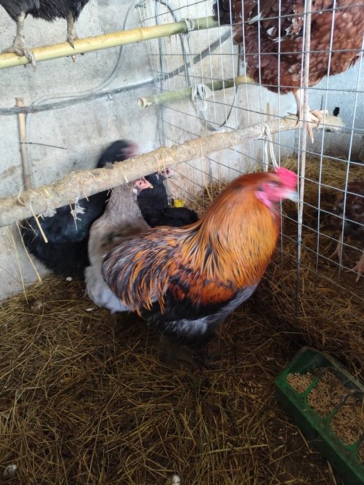 Ovos férteis Oliverejer e legorne