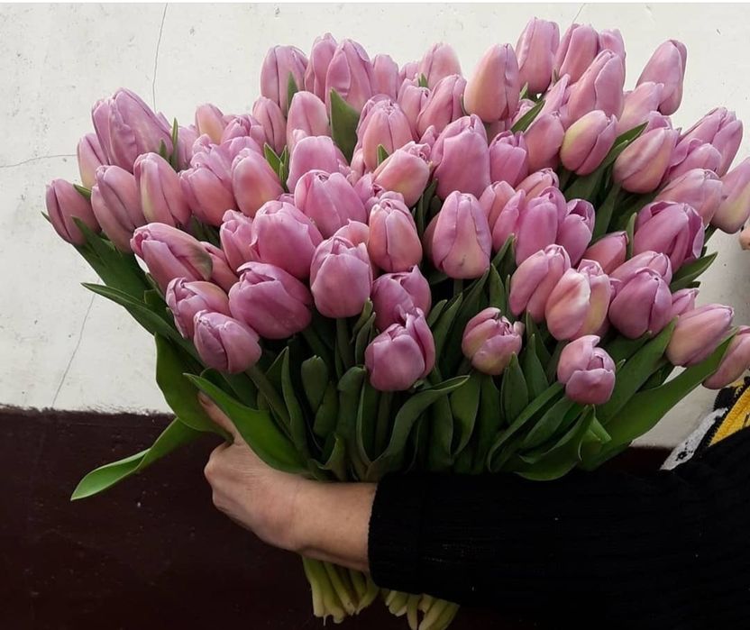 Тюльпаны!!! 51шт, 101шт,201шт,тюльпани,цветы,букеты,букети,квіти, тюль