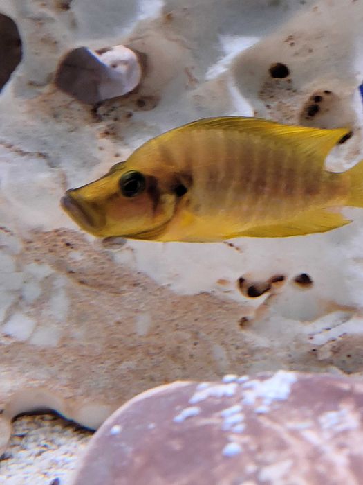 Rybki dorosłe Altolamprologus Com Mandarin ,,Tanganika Koło''