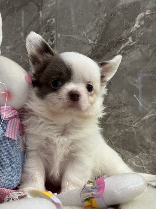 Цуценята чихуахуа