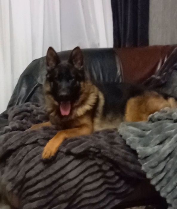 Питомник предлогает мальчиков и девочек.