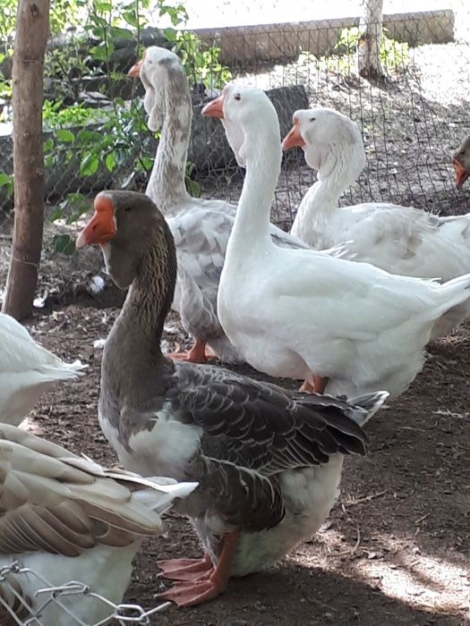 Гуси холмогоры..