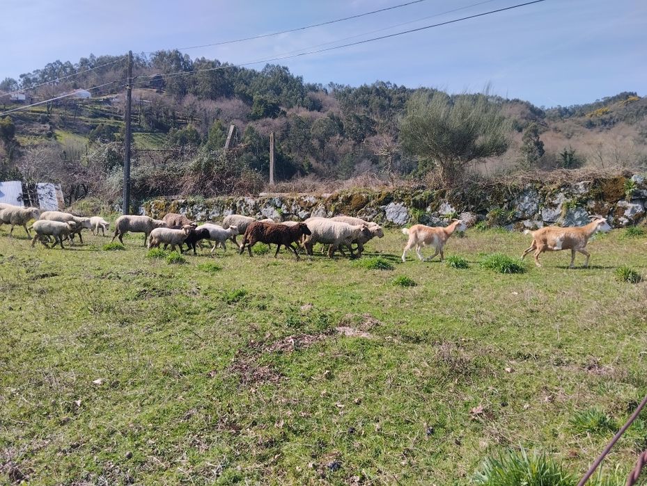 Borregos/ anhos com 20 kg