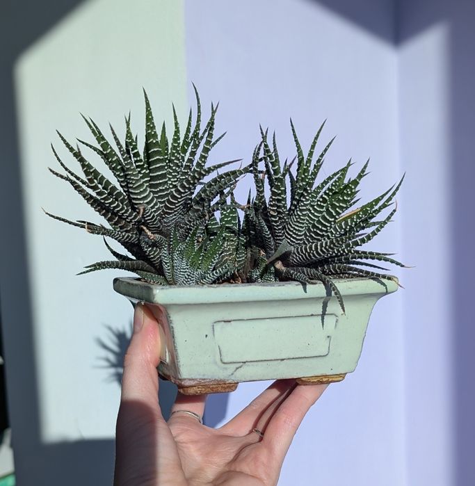 Композиція Хавортія в бонсайниці,  суккулент, декор на робочий стіл