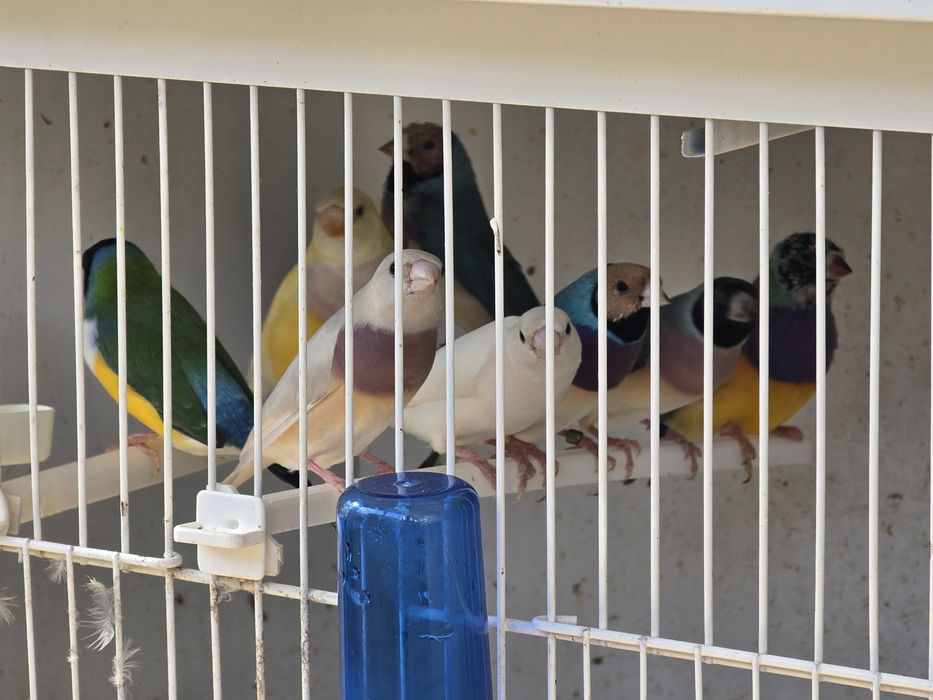 Diamante de Gould para ceder
