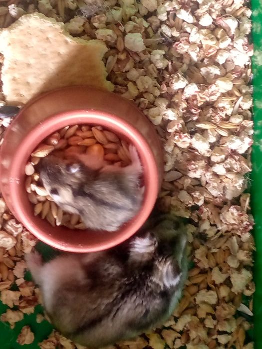 Хомячки Кременчуг