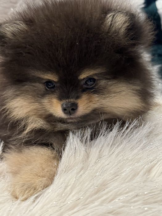 Leoś szpic minaturowy