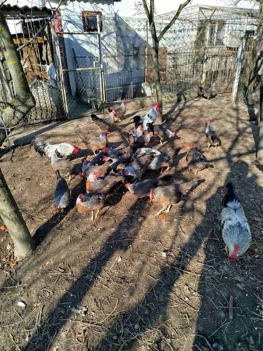 Інкубаційне яйце курей Легорн срібний (італійська несучка)