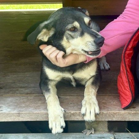 Wesoly slodziak Gufik czeka na dom