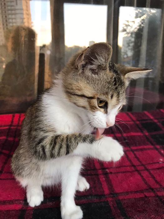 красивые котята бесплатно