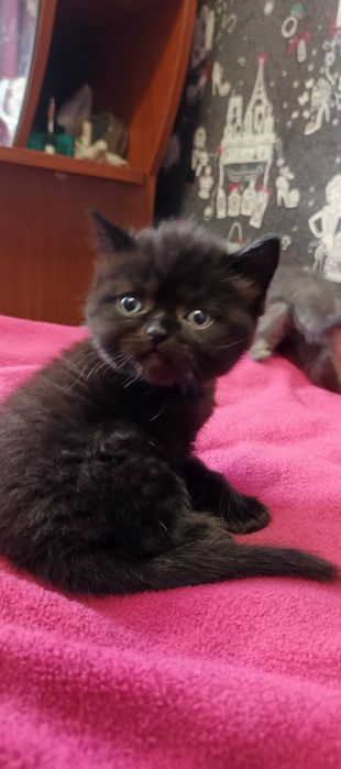 Шотландські кошенята