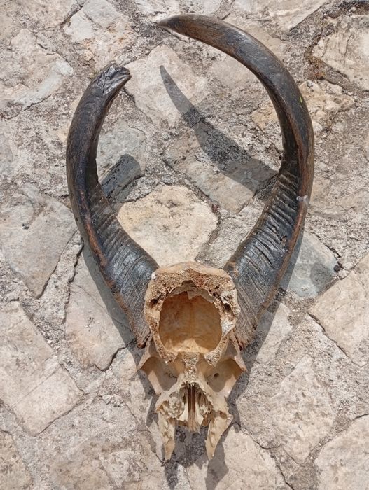 Troféu  de  caça