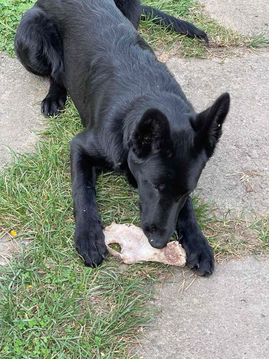 Цуцики в добрі руки