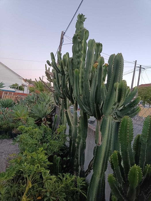 Cactos  Euphorbia