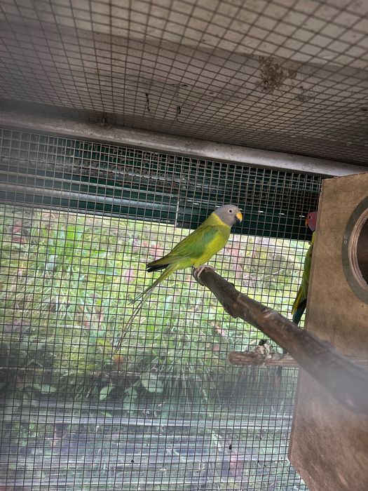 Aves cabeça de Ameicha