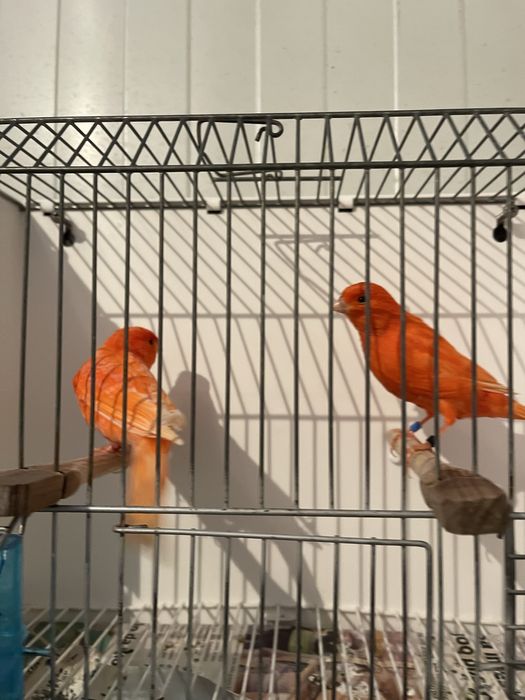 Canaruos vermelhos intensos nevados