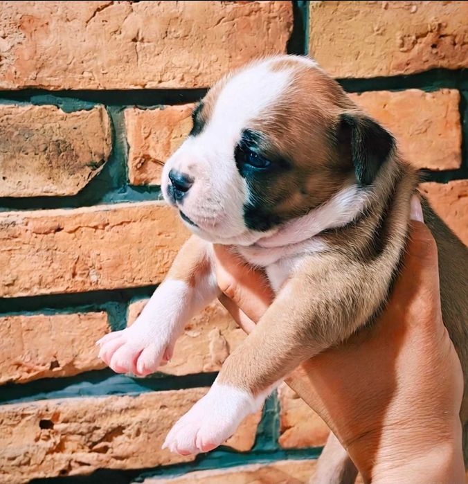 Amstaff rudo-biały. Wyjątkowy, przepiękny samczyk!