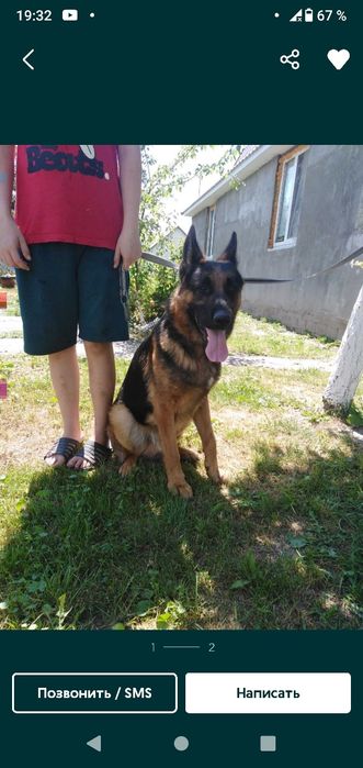 Предлогается для вязки. Чистокровный  кобель немецкой овчарки.