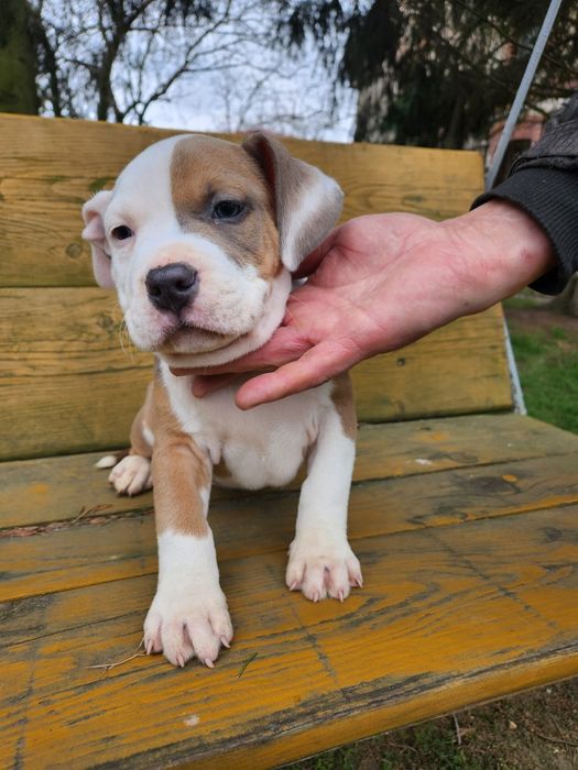 Szczeniak na sprzedaż