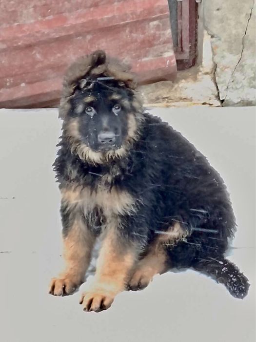 Owczarek niemiecki dlugowlosy mocnej budowy szczeniak