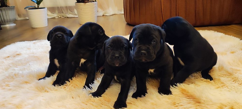 В'язка Кане-корсо