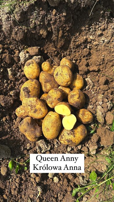Ziemniaki jadalne odmiany Królowa Anna, Vineta, Red Lady